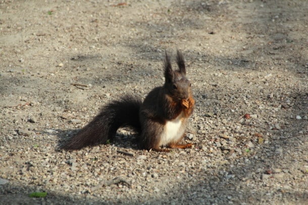 Austrian squirrel in Schönbrunn Palace gardens