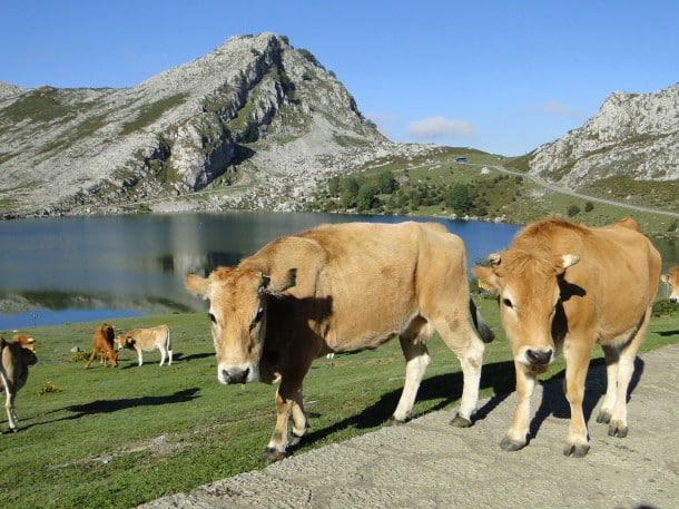 Wandering cows at Picos De Europa National Park