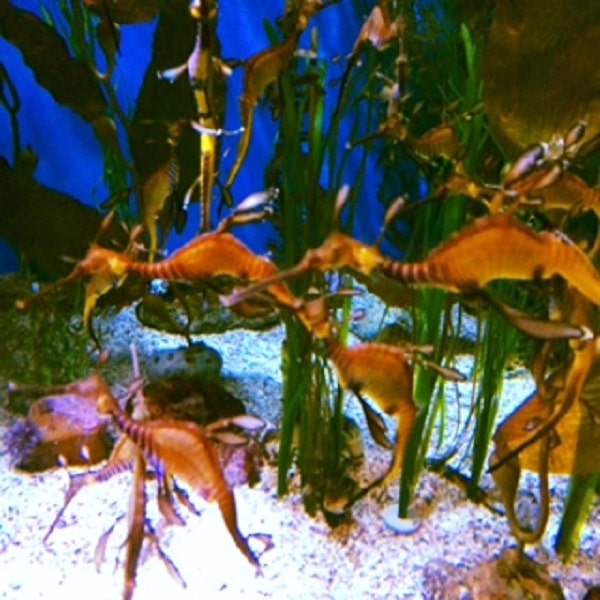 Aquarium of the Pacific 
