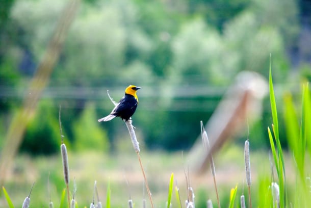 Yellow-headed blackbird 