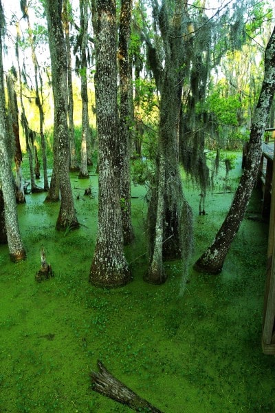 Audubon Swamp Garden at Magnolia Plantation and Gardens (Credit: Bill Rockwell)
