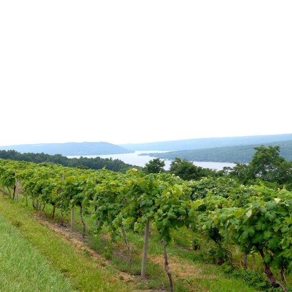 Keuka Lake and vineyards