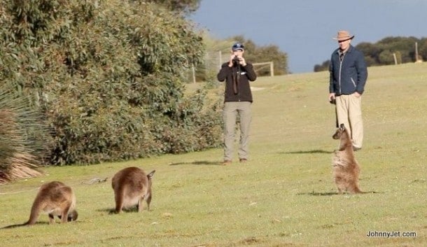 kangaroo-island