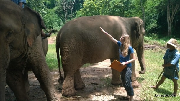 Reps from ThinkElephants monitoring the elephants at Anantara Hotel Chiang Rai elephant camp