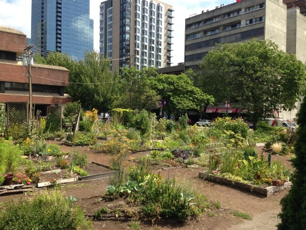 Community garden in the heart of the city