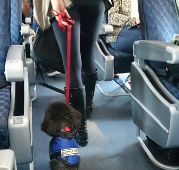 Are Travelers Abusing The System With Service Animals_edited