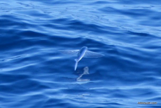 Flying fish in the Bahamas