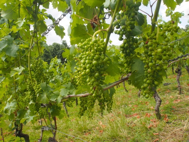 Some of many Riesling grapes