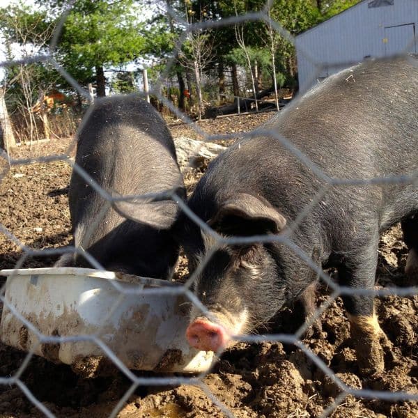 Essex Resort's pigs