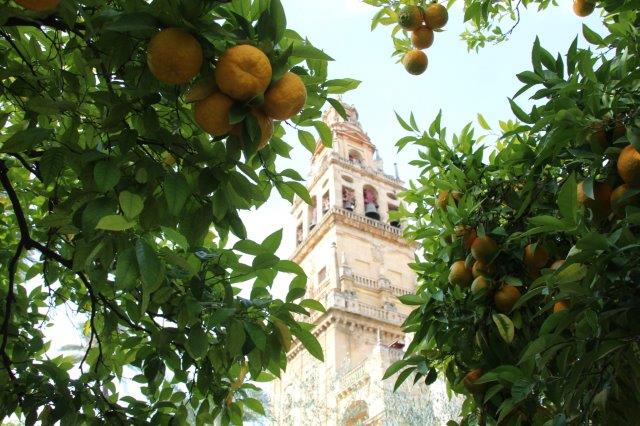Oranges in Seville autumn; best travel credit cards beginners
