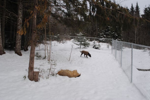 Off The Beaten Trail kennel