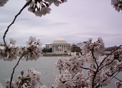 Cherry blossoms in Washington, DC (Photo: Caitlin Martin)
