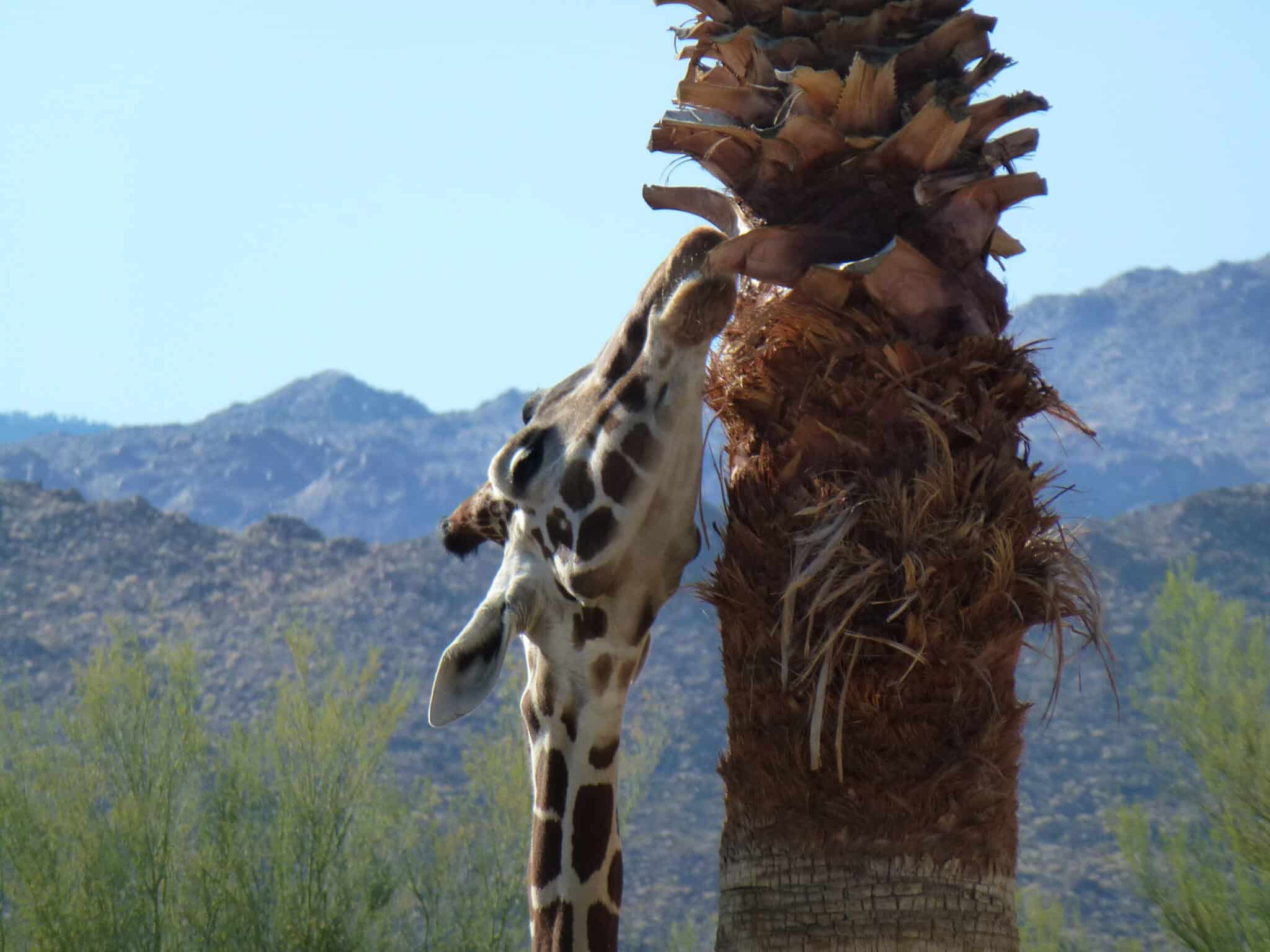 A giraffe searches for a snack at the Living Desert
