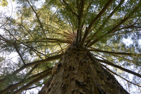 Redwoods exploration