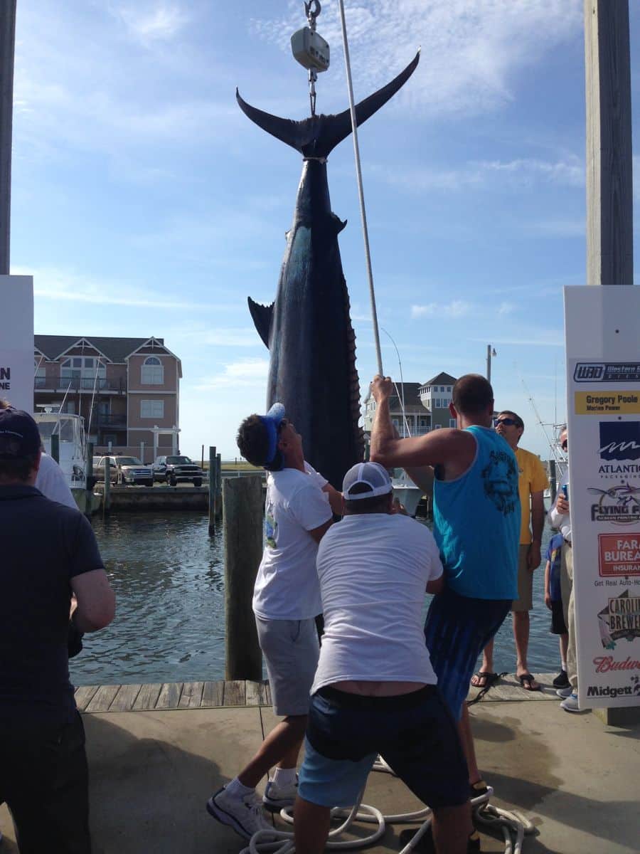 600-pound blue marlin in Hatteras