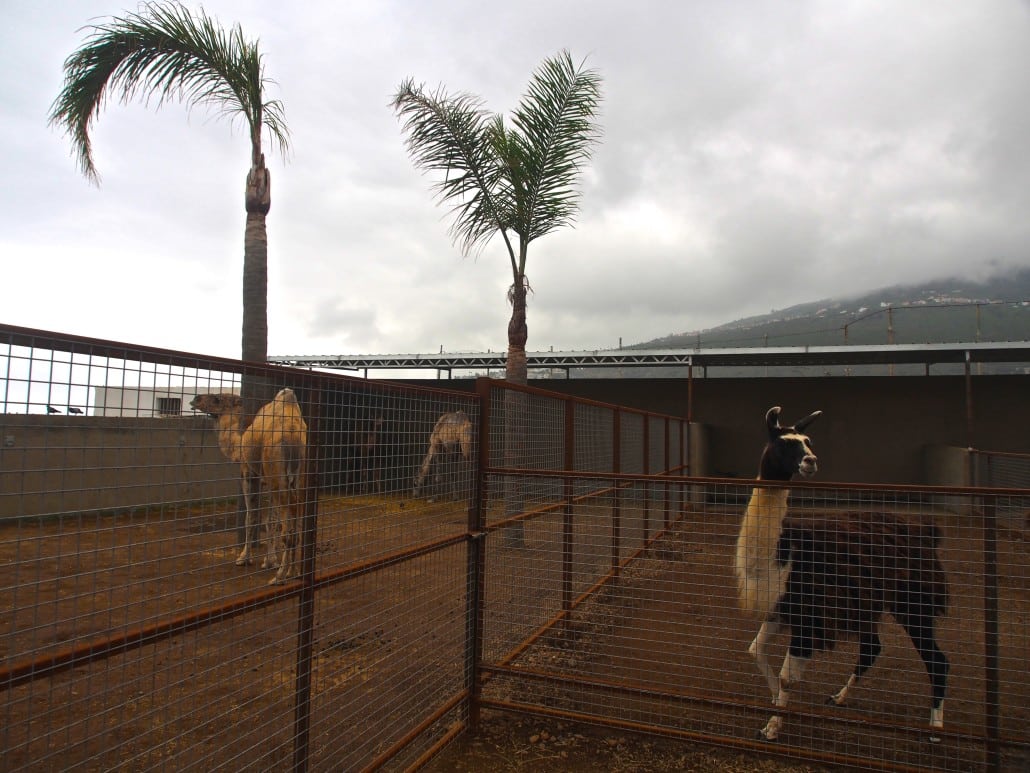 Animals at La Granja Verde