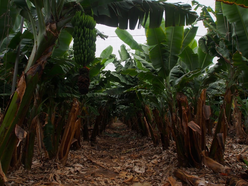Punta del Lomo banana plantation