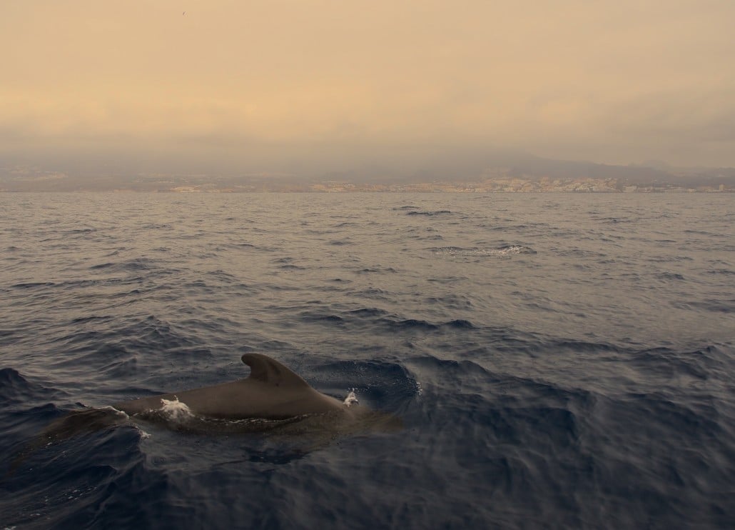 Pilot whale not far off the coast of Tenerife