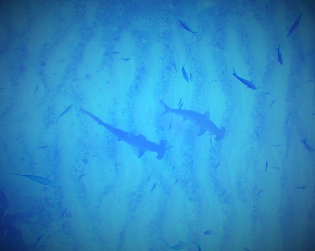 Two hammerhead sharks swim above the ocean floor (Credit: Eric Lai)