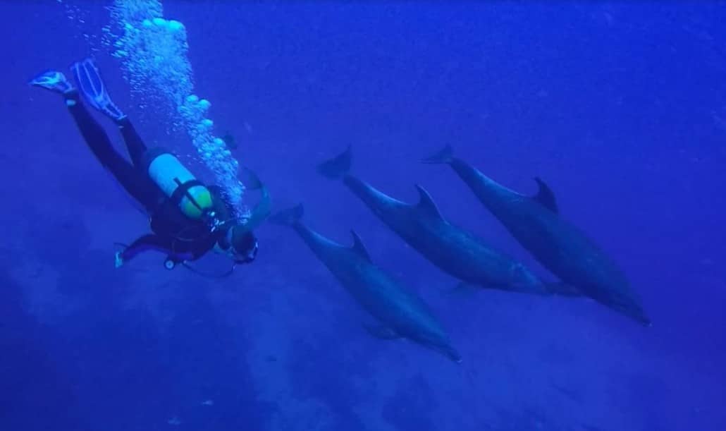 Fellow diver Kate swims alongside three dolphins (Credit: Eric Lai)