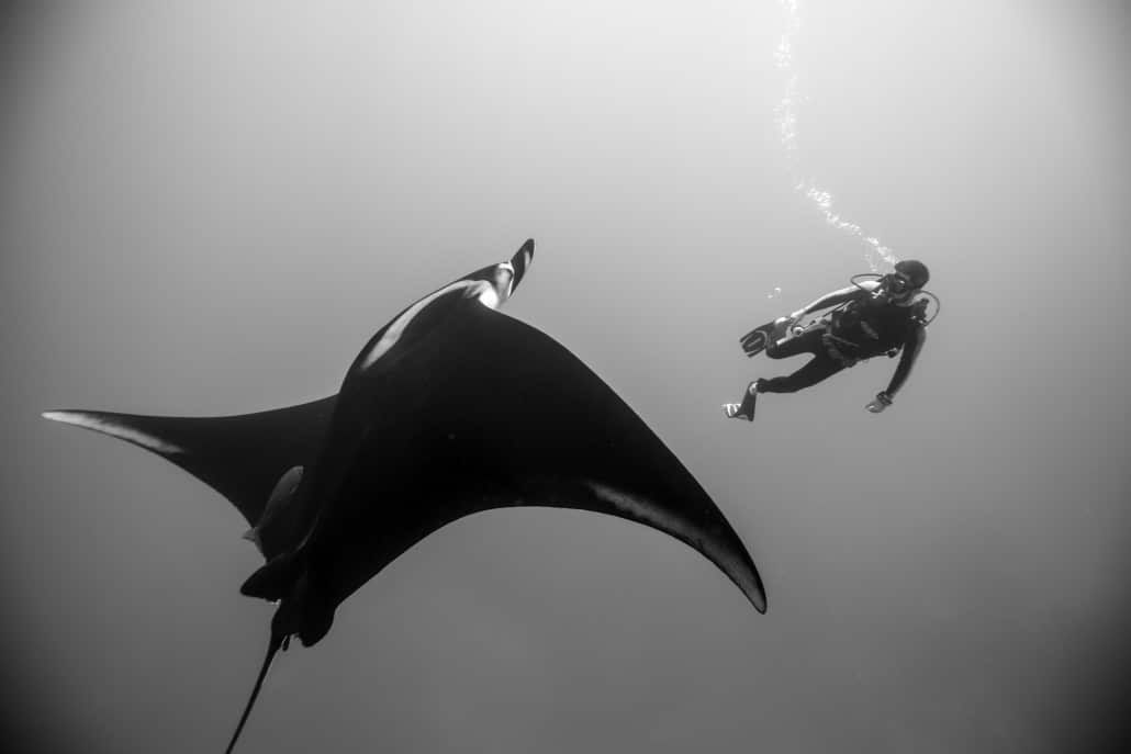 Giant manta ray and diver (Credit: Jeronimo Prieto)