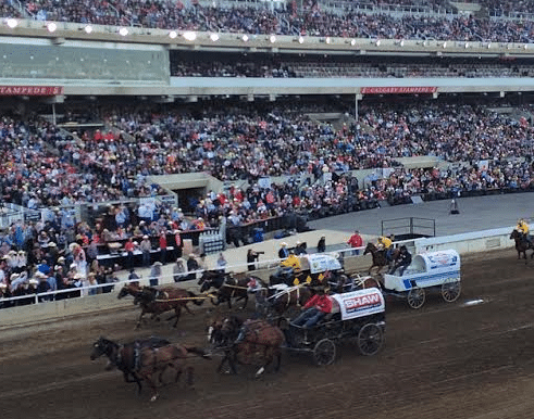 Chuckwagon races from the Infield Suites (Credit: Trishna Patel)