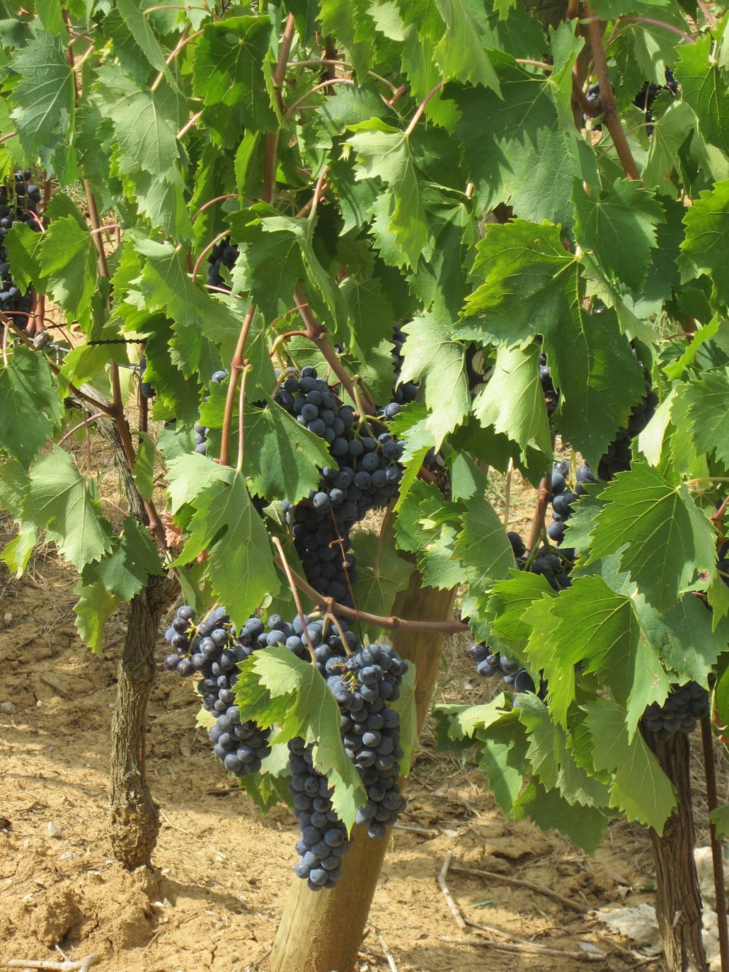 Beautiful vineyards everywhere