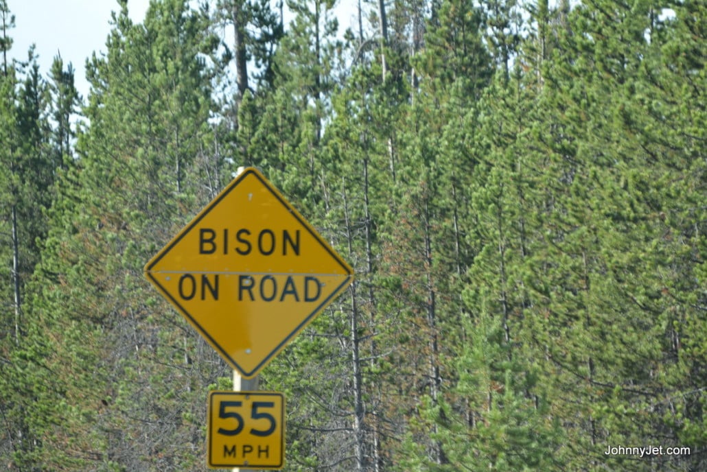 Bison on road (pic taken outside park)