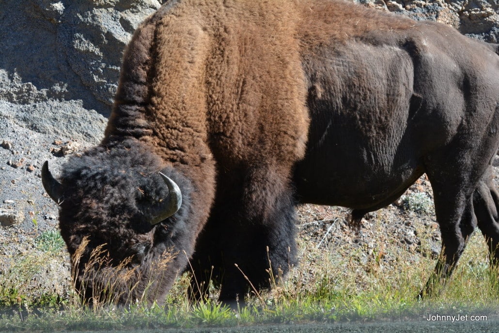 Bison roaming in Yellowstone National Park