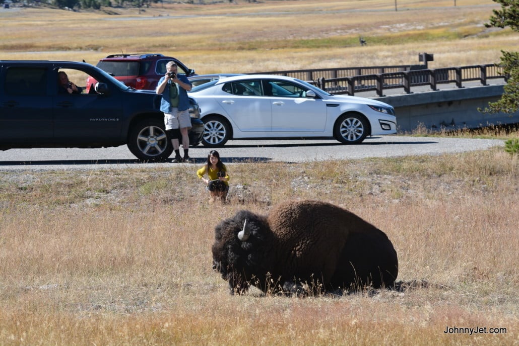 Dumb a*s tourists in Yellowstone National Park