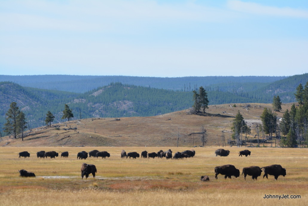 Bison roaming Yellowstone National Park
