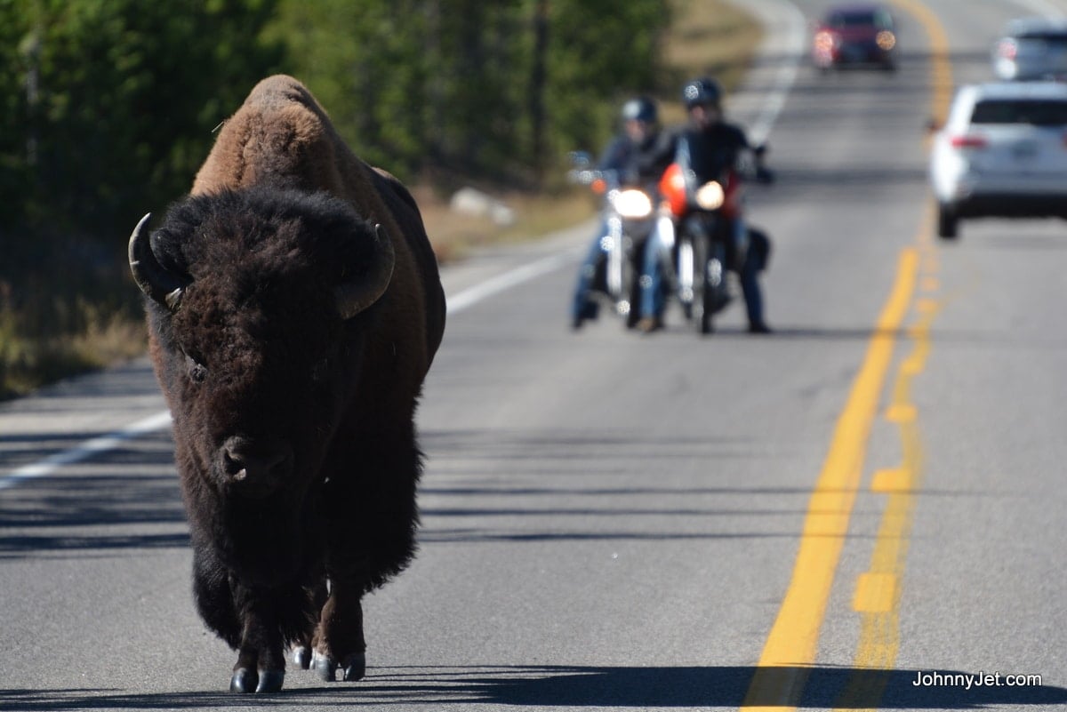 Bison in the road at Yellowstone