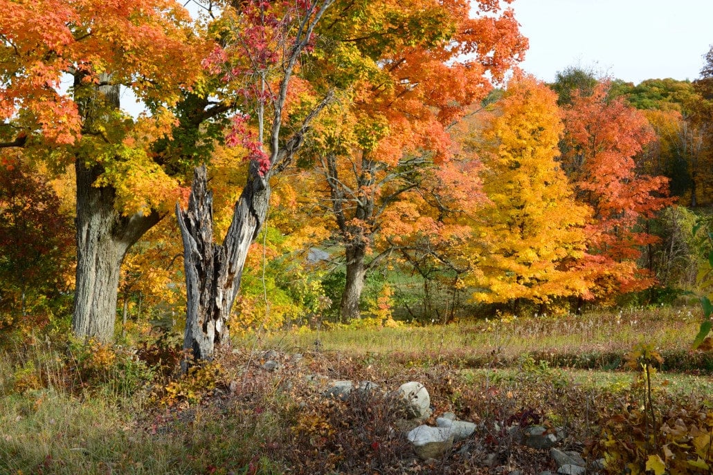 Stunning foliage at Spring Farm, part of Mohonk Preserve