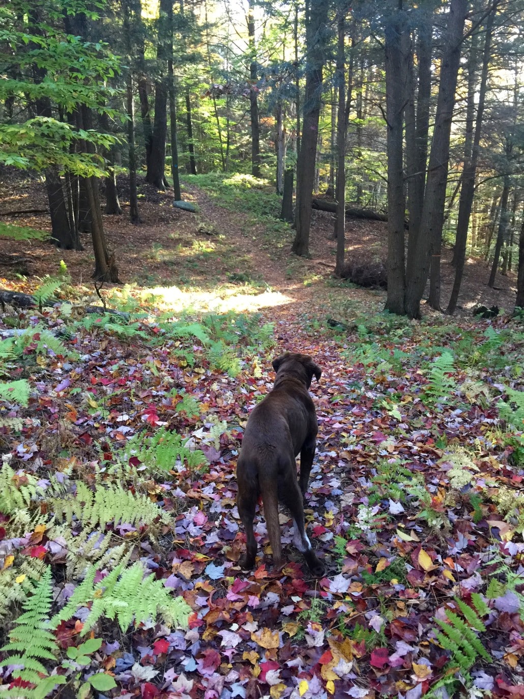Baci on the Catamount Trail
