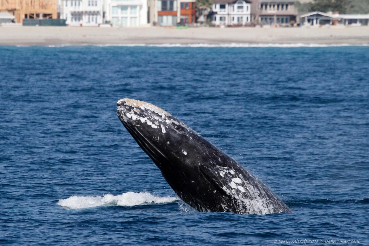 Dana Point Whale Watching (Photo: Dana Point)