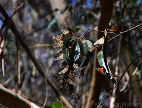 Monarch butterflies on the Monarch Trails