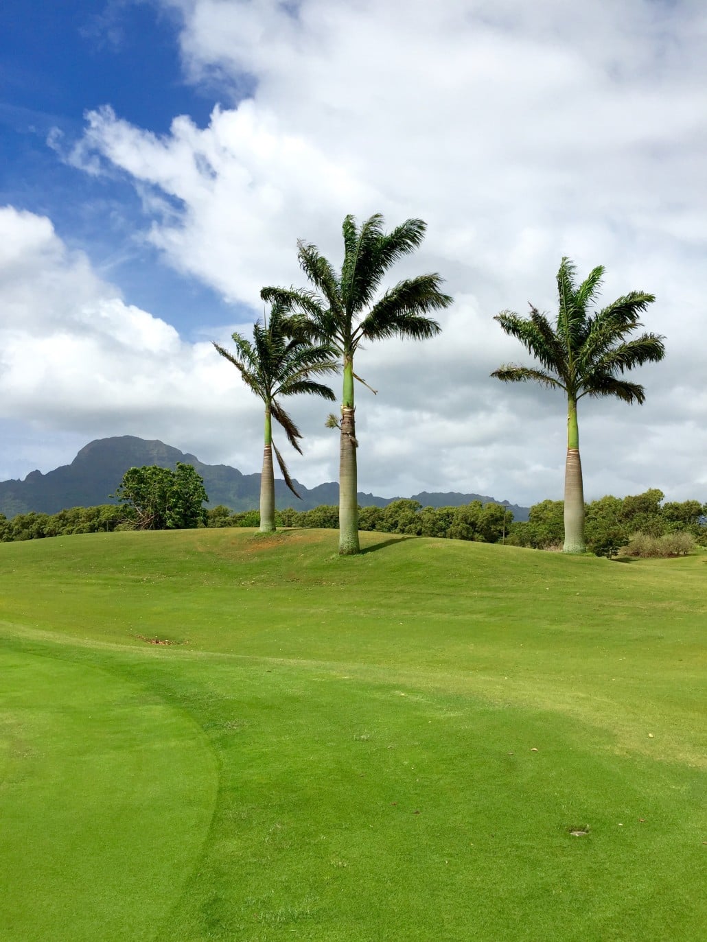 Coconut trees on Puakea #2, a truly nice place to golf