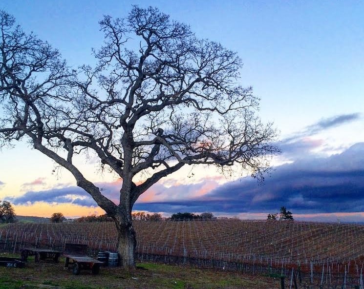 The vineyards of the idyllic Chanticleer Bed & Breakfast in Paso Robles, CA