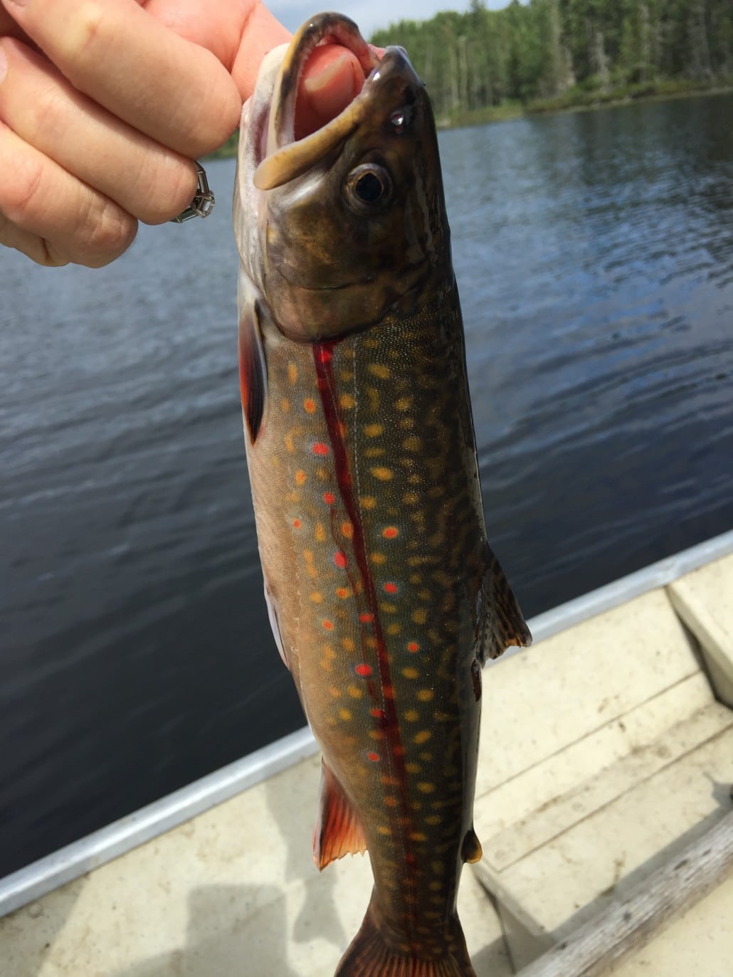 Trout caught on lake at Mekoos