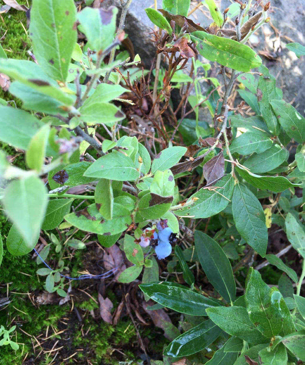 Blueberries at Mont-Tremblant National Park