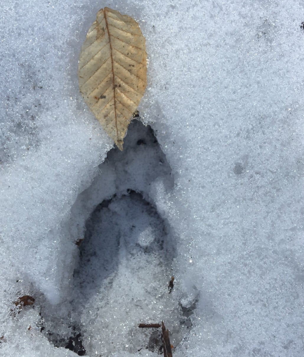 Deer footprint on Mad River Glen's nature hike