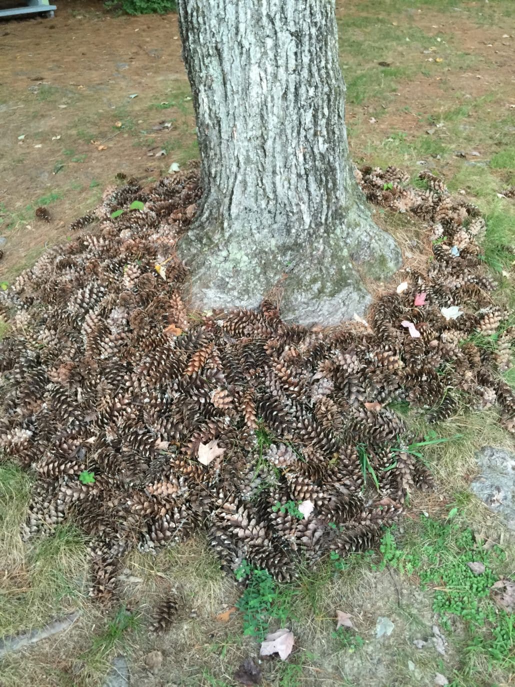 Pine cones surrounding oak 