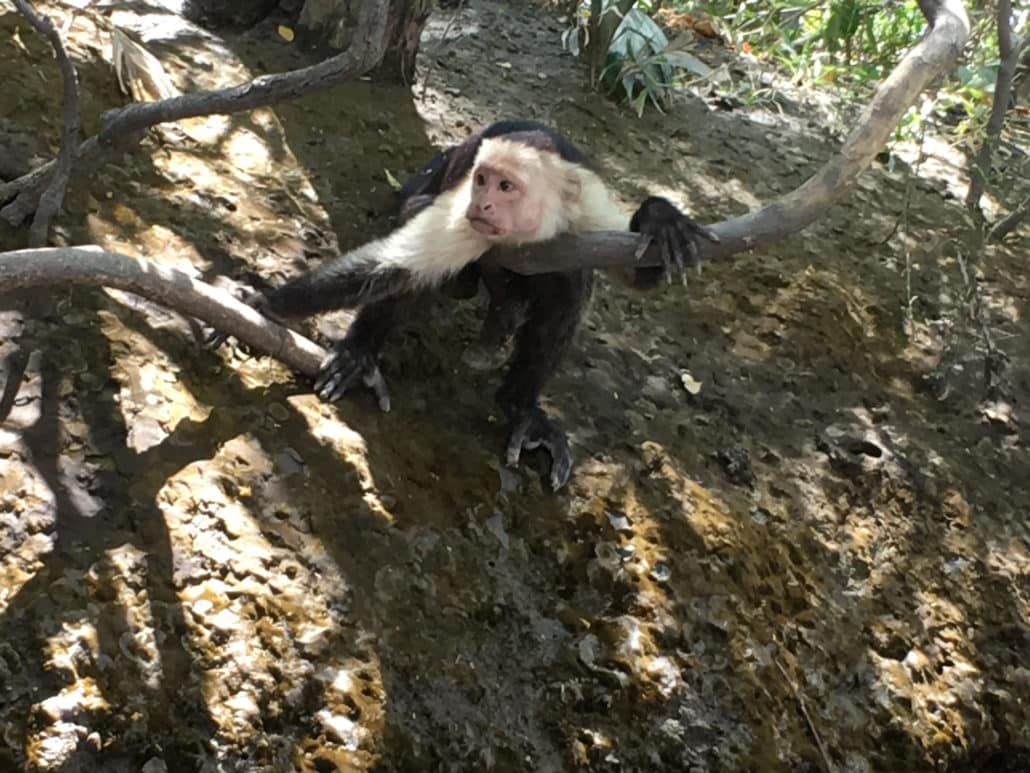 Visit from a capuchin monkey at Palo Verde National Park