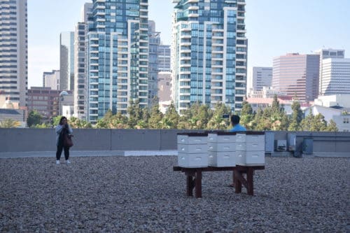 Beekeeping happens on the roof of the hotel!