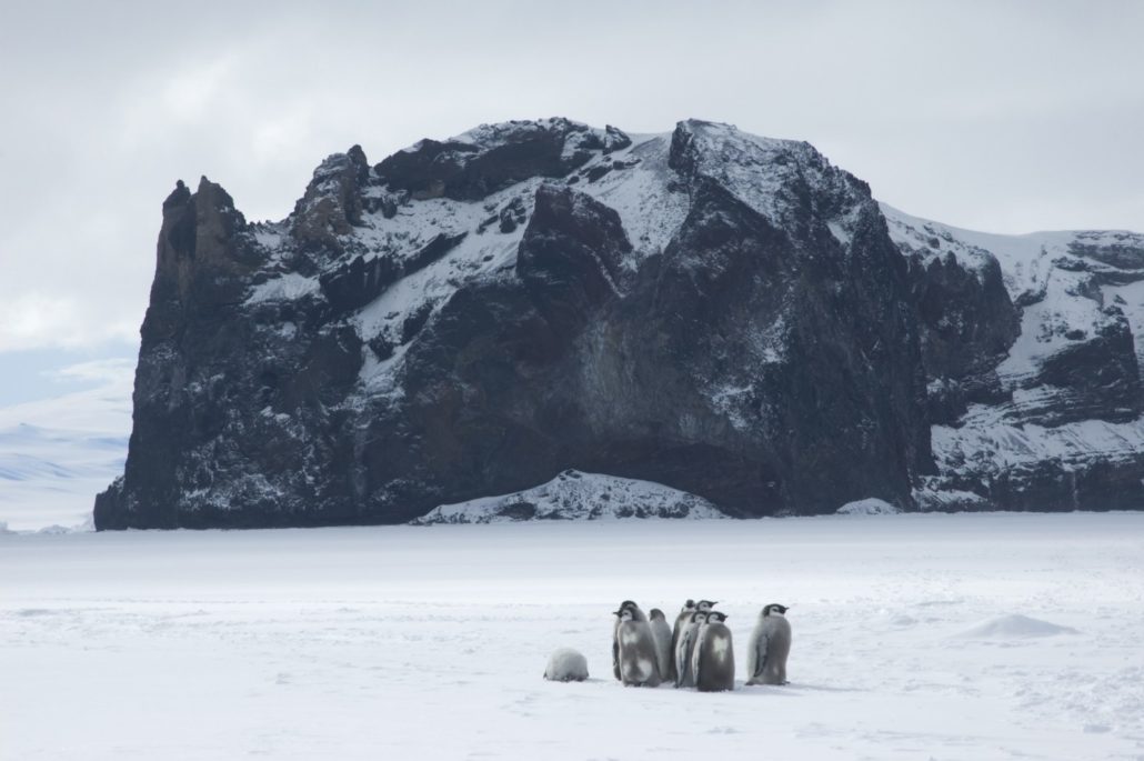 Emperor rookery at Cape Washington by the Ross Sea (Credit: Delphine Aurès and Oceanwide Expeditions)