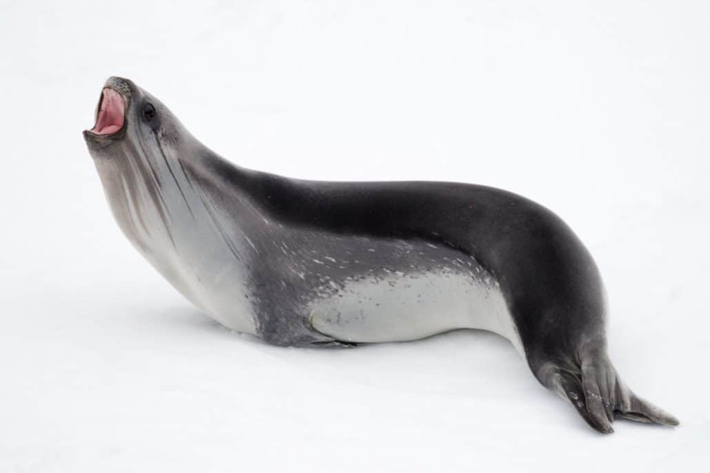 A Ross seal in the Ross Sea (Credit: Rolf Stange and Oceanwide Expeditions)