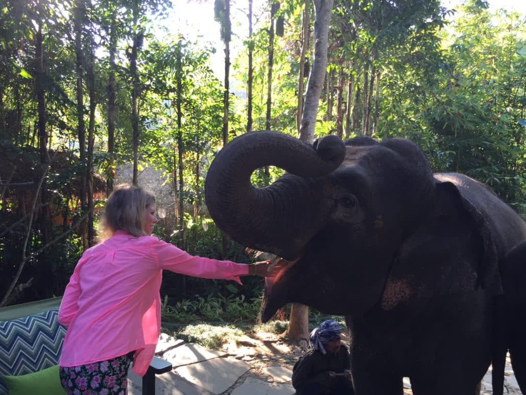 Feeding an elephant!