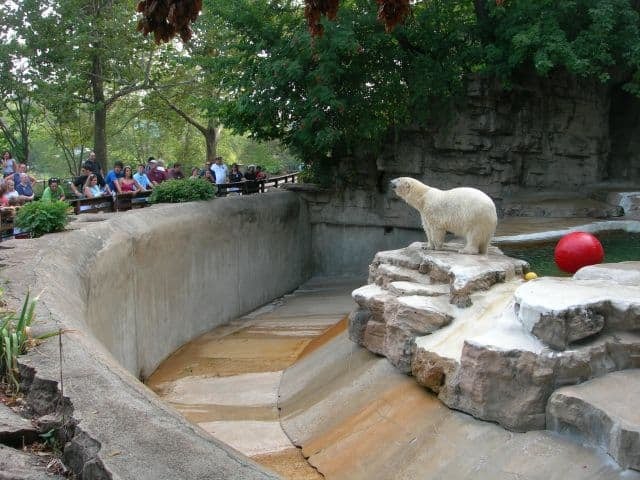 Polar bear at zoo