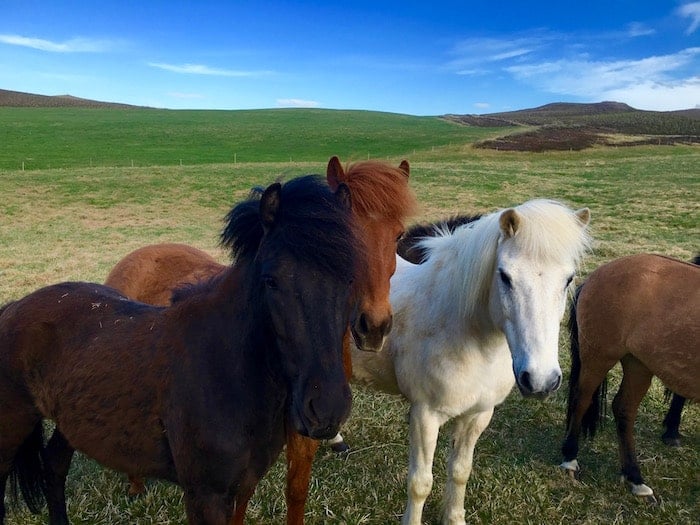 They like bread, not carrots