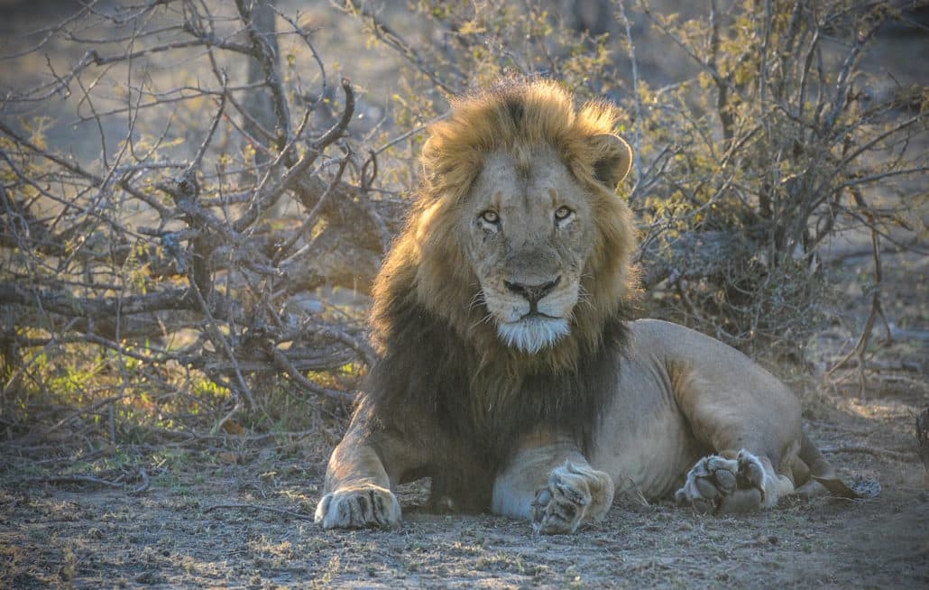 Young male lion seen in Thornybush Private Game Preserve, Limpopo province of South Africa